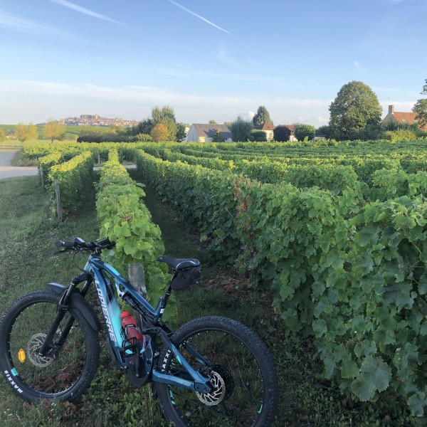 Bike tour in the vineyards