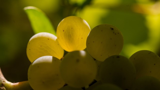Sauvignon Blanc