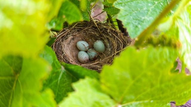 Nest in the vines