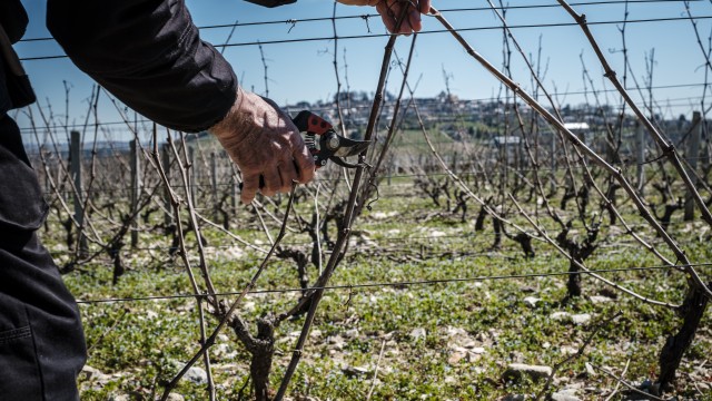 Vines pruning