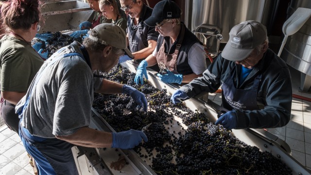 Grape selection